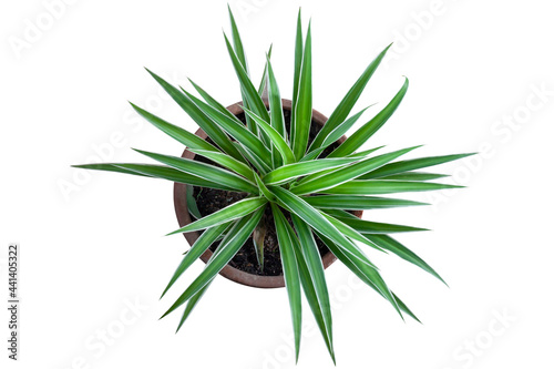 Top view of young Spider Plant or Chlorophytum bichetii (Karrer) Backer plant is growing in brown pot isolated on white background included clipping path.