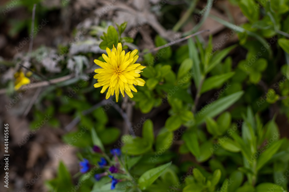 yellow flower of the autumn Kulbaba in green grass spring yellow flower of the autumn Kulbaba in green grass spring