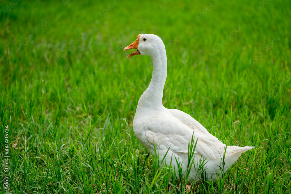 white geese on green lawn, geese walking on lawn. white geese on green lawn, geese walking on lawn.