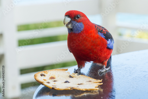 A crimson rosella sitting on a table nibbling on a piece of bread photo