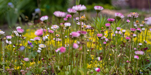 Flower meadow with pink daisies in the garden