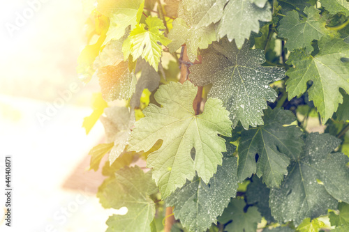 Photos Grape leaves, early morning bush.