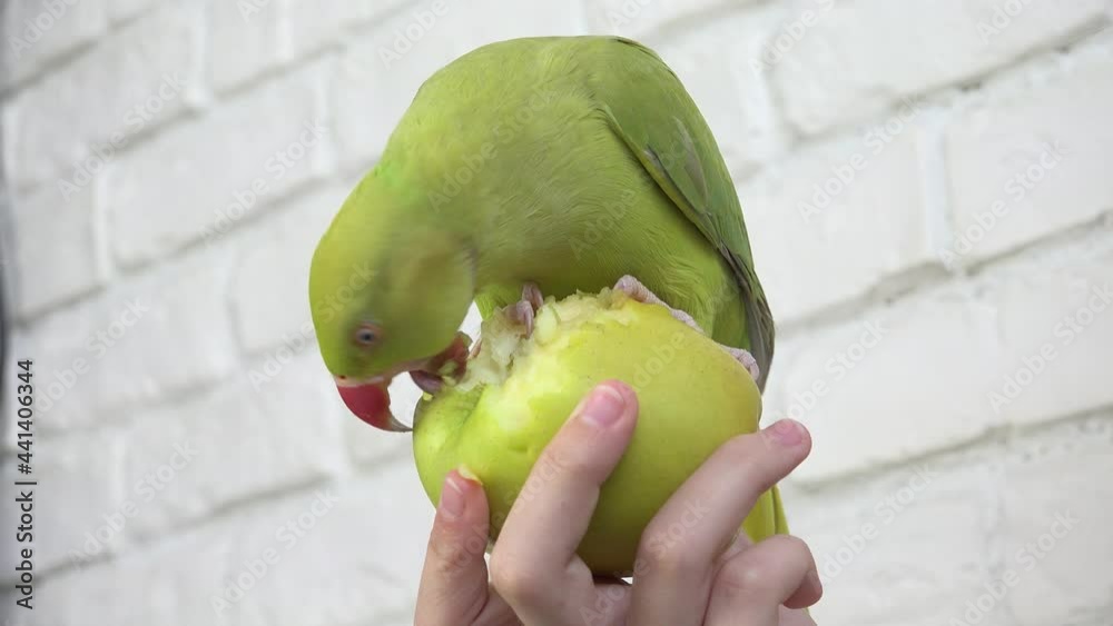 Parrot Eating Apple, Alexandrine Parakeet Bird Eats Fruits, Child, Kid Feeding her Pet, Girl
