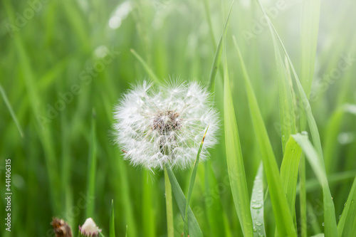 A white dandelion on the background of fresh green grass. Close-up