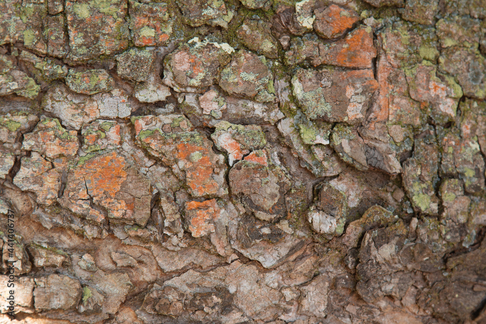 Background with wood texture of the tree trunk.