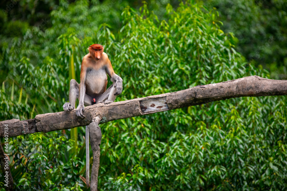 Fototapeta premium Foraging, conservation animals, animals, proboscis monkey