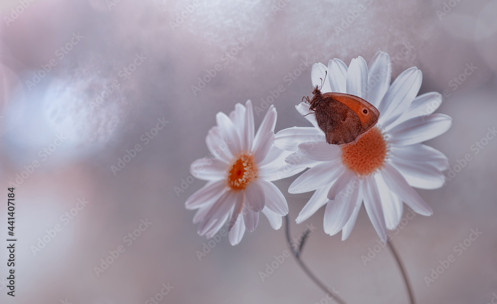 Butterfly(Coenonympha pamphilus) in a daisy
