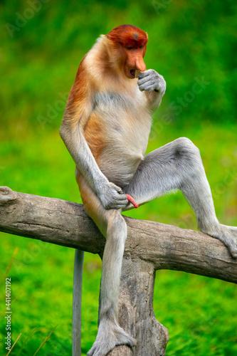 Fototapeta Naklejka Na Ścianę i Meble -  Foraging, conservation animals, animals, proboscis monkey