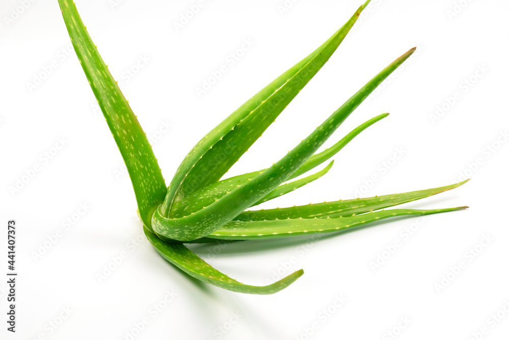 Fototapeta premium Aloe Vera