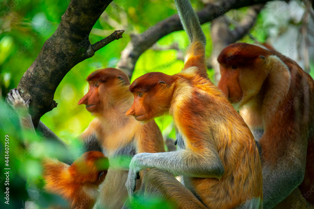 Naklejka premium Foraging, conservation animals, animals, proboscis monkey