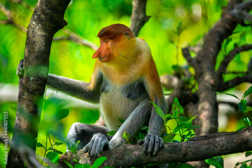 Foraging, conservation animals, animals, proboscis monkey