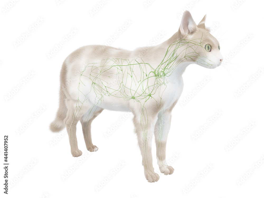 Fototapeta premium 3d rendered illustration of the cat anatomy - the lymphatic system