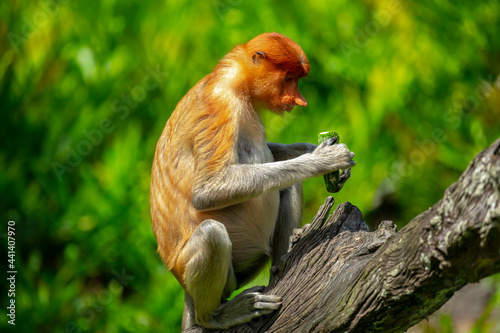 Foraging, conservation animals, animals, proboscis monkey © wu shoung