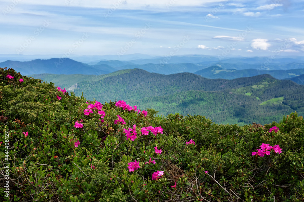 A huge meadow of rhododendrons blooms on the strength of the mountains in the Ukrainian Carpathians A huge meadow of rhododendrons blooms on the strength of the mountains in the Ukrainian Carpathians