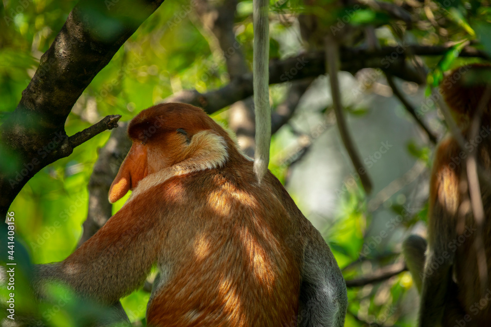 Fototapeta premium Foraging, conservation animals, animals, proboscis monkey