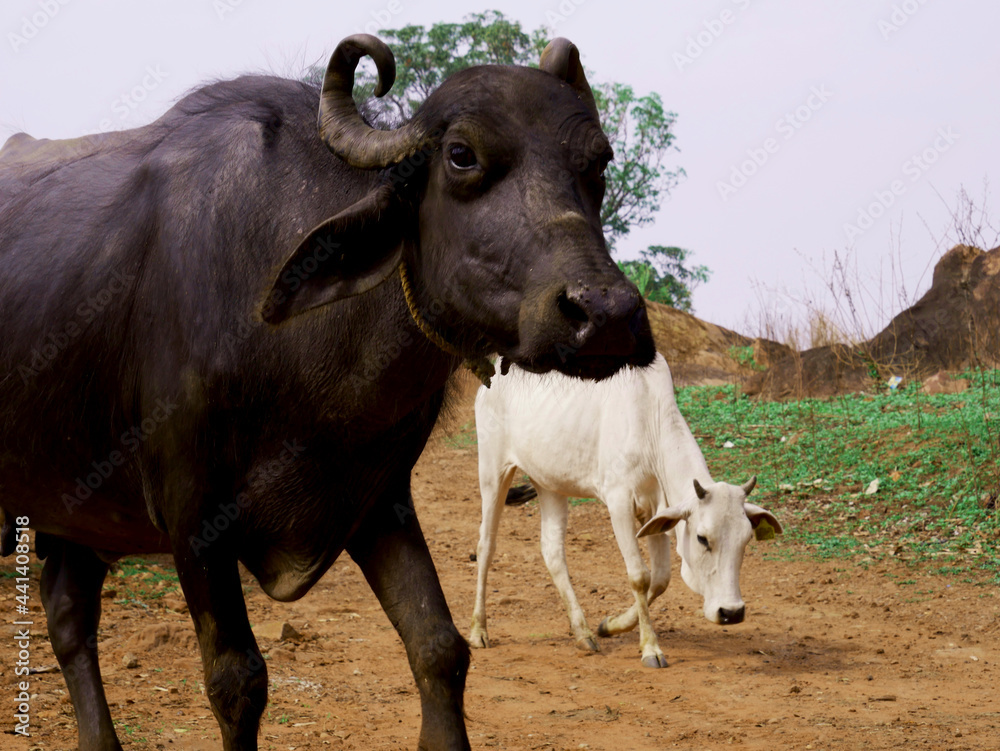 Black buffalo coming at sky background Black buffalo coming at sky background