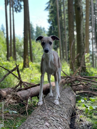cute dog windhund wald