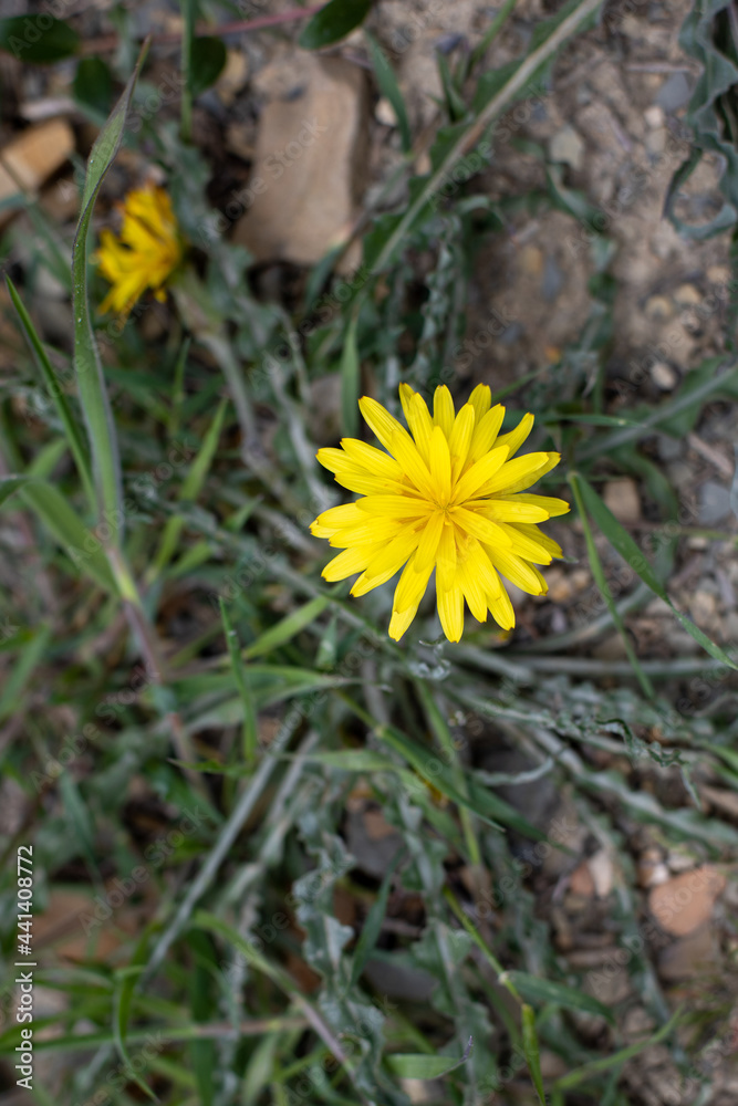 yellow flower of the autumn Kulbaba in green grass spring yellow flower of the autumn Kulbaba in green grass spring