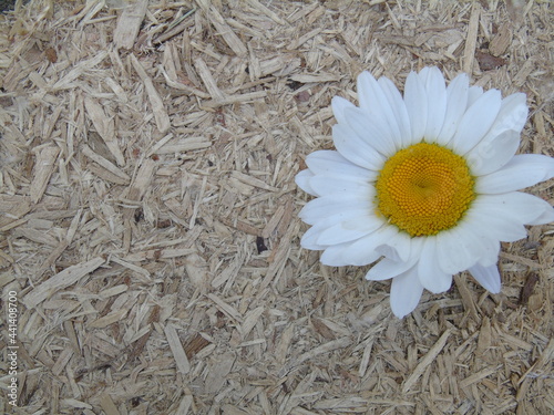 daisies