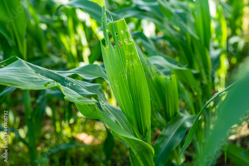 Floating grooves eating corn leaves from Fall armyworm.