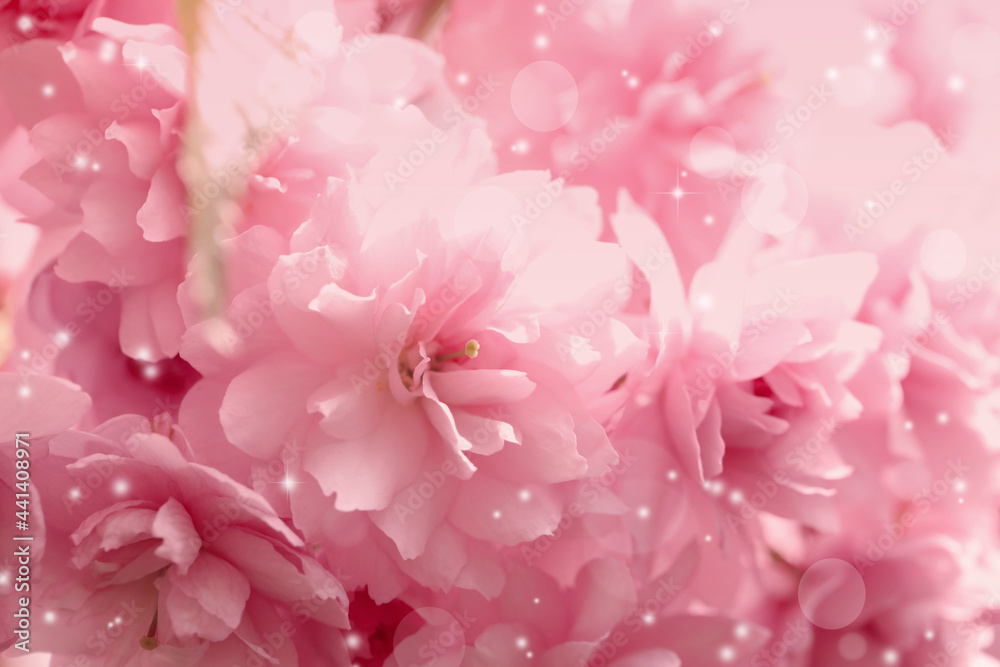 Beautiful pink sakura blossom as background, closeup