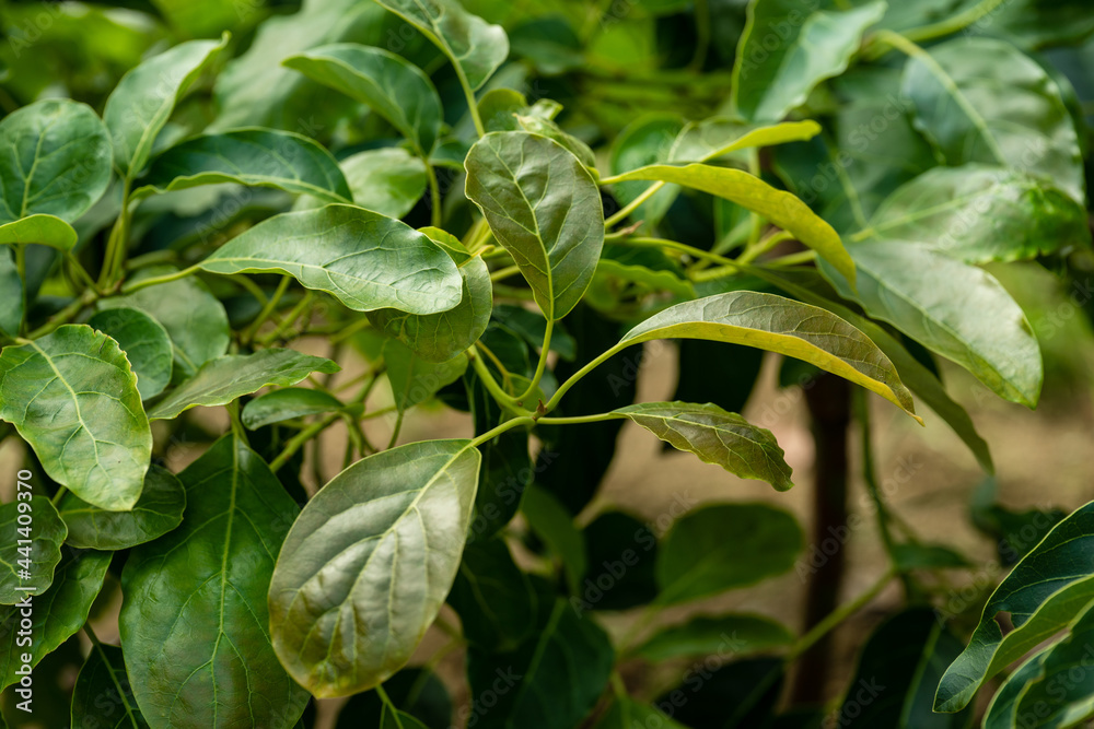 Characteristics of avocado leaves in the rainy season Characteristics of avocado leaves in the rainy season