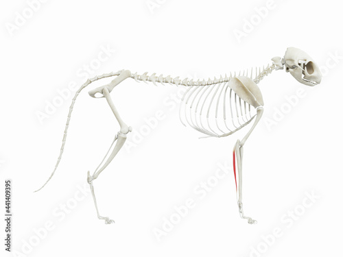 3d rendered illustration of the cats muscle anatomy - flexor digitorum profundus photo