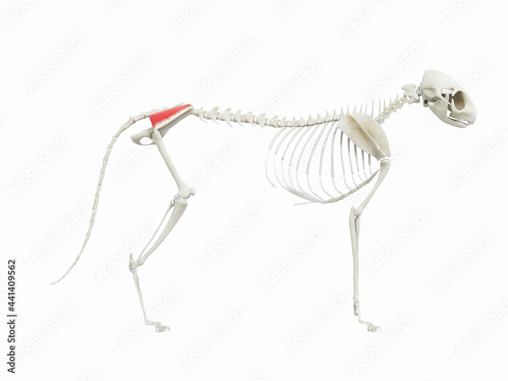 Obraz premium 3d rendered illustration of the cats muscle anatomy - gluteus medius