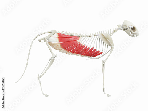 Photography 3d rendered illustration of the cats muscle anatomy - obliquus externus abdomini