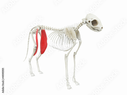 3d rendered illustration of the cats muscle anatomy - sartorius