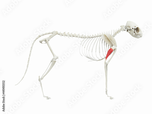 3d rendered illustration of the cats muscle anatomy - triceps long head photo