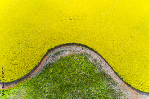 Aerial view of the curved edges of a vivid yellow paddock of canola photo