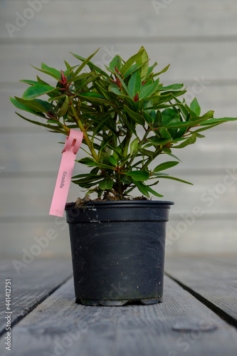 beautiful rhododendron Graziella tree in a pot on a gray calm wooden background, blank for the designer, place for text, mockup photo