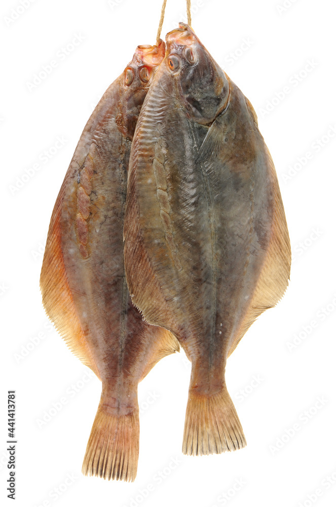 Psetta maxima (Turbot Fish) isolated on white background 