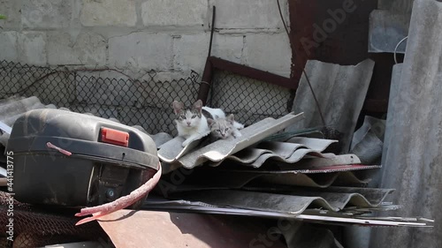 Homeless mom cat and her kittens resting at dump or junkyard, stray animals among us concept