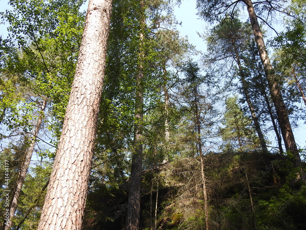 Fototapeta premium trees in the forest