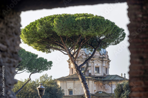 Eglise et pins parasols à Rome