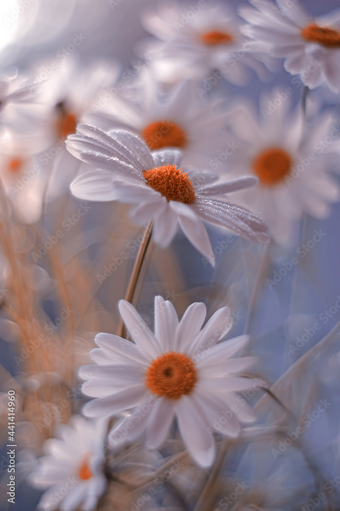 Kwiaty Daisy  - obrazy, fototapety, plakaty 
