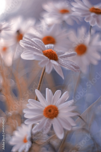 Białe stokrotki, wiosenne kwiaty