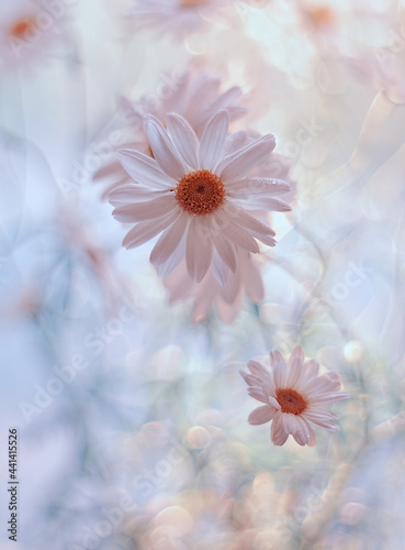Kwiaty Stokrotki w rosie. Daisy Flowers in dew