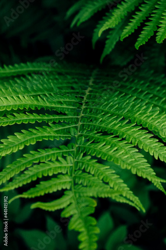 macro photo of green fern petals. The fern bloomed. Fern on a background of green plants. Dark background. Beauty is in the little things