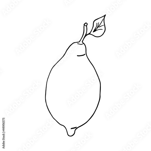 Vector hand drawn lemon. Lemon icon in doodle style. Tropical fruit. Perfect for summer design. Lemon vector sketch illustration for print, web, mobile and infographics.