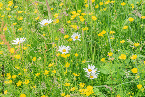 Ox Eye daisies growing in the wild