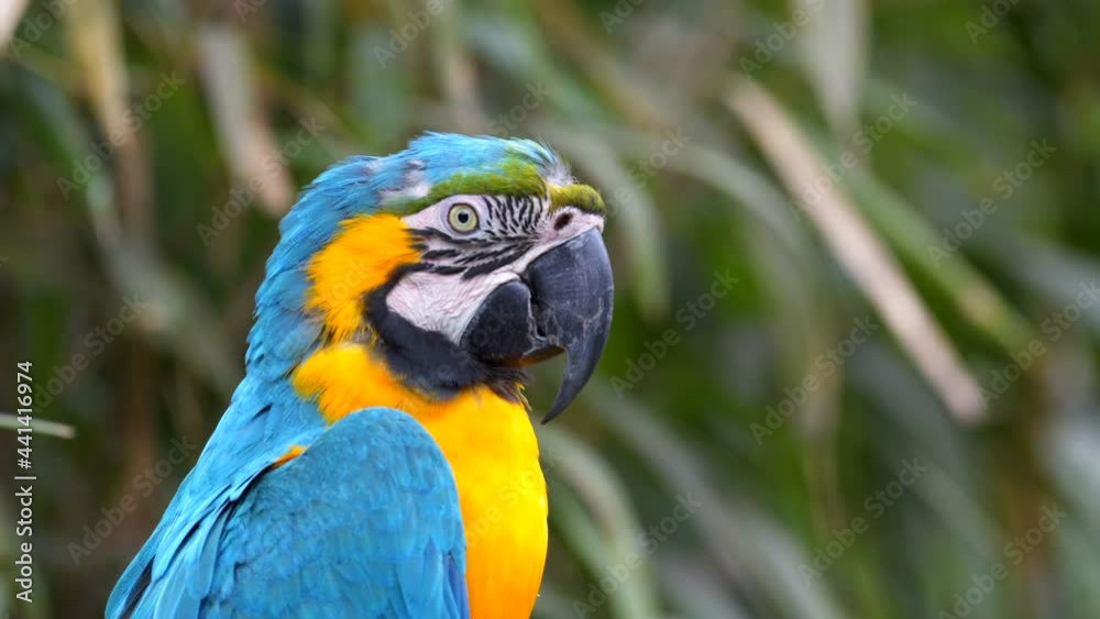 Blue and Yellow Macaw (Ara ararauna) Closeup in Iguazu Falls, Brasil - Argentina - 3 Scene Clip Pack Collection Blue and Yellow Macaw (Ara ararauna) Closeup in Iguazu Falls, Brasil - Argentina - 3 Scene Clip Pack Collection
