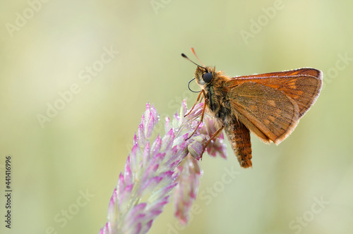 Motyl pomaranczowy (Thymelicus lineola) 