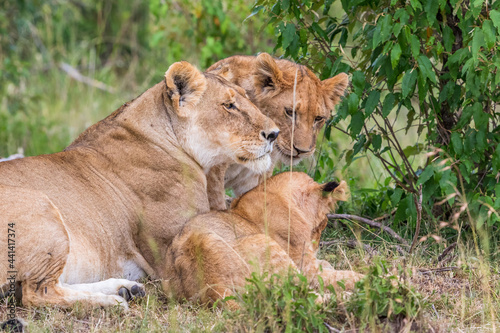 Lioness with cubs lying down