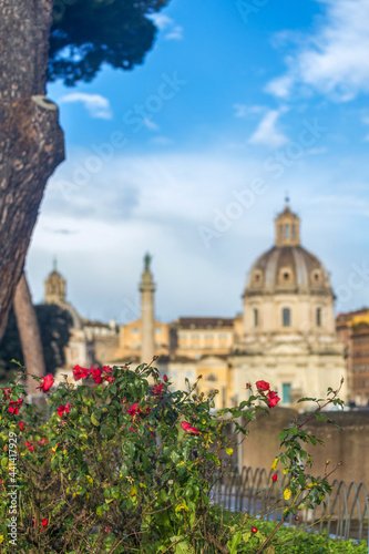 Roses à Rome