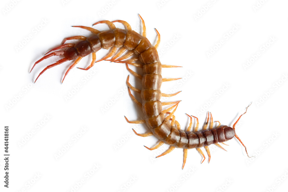 Centipede isolated on white background. Centipede isolated on white background.