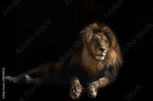 Portrait from animal lion on the black background with greatness  calmness  serenity . Hight quality portrait lion.
