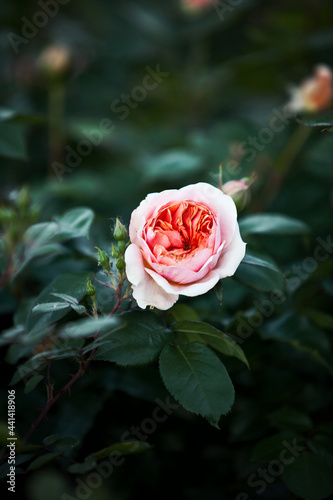 single gradient rose in garden